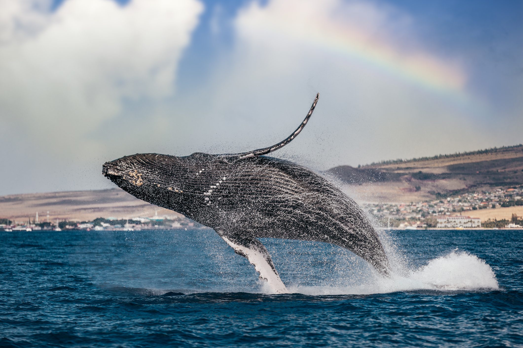 High angle view of humpback whale swimming in sea,Lahaina,Hawaii,United States,USA
