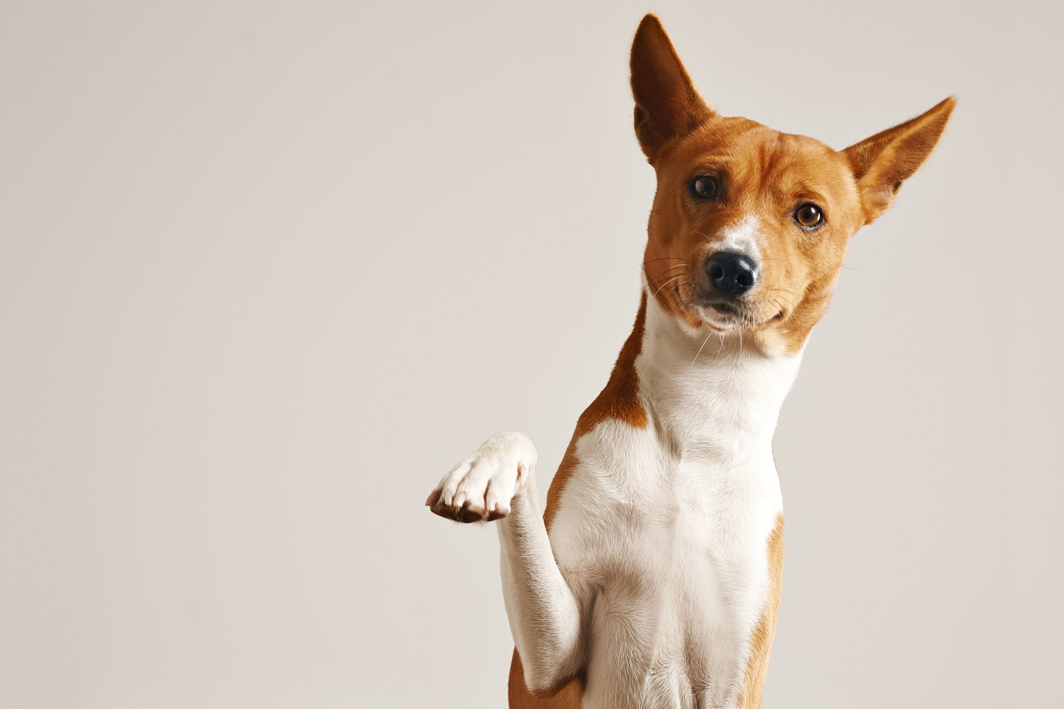 You Can Find Out If Your Dog Is Right- or Left-Handed—Here’s How