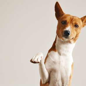 Adorable dog giving his paw