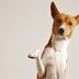 You Can Find Out If Your Dog Is Right- or Left-Handedâ€”Here's How