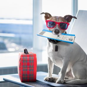 dog in airport terminal on vacation