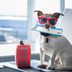 How to Get Through a TSA Security Line With Your Pet