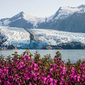 View of Portage glacier and fireweed in Alaska