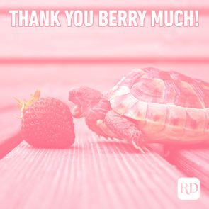 Thankyoumeme 11 Pink