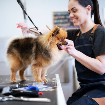 Miniature Pomeranian Spitz Puppy Getting New Haircut At Groomer.