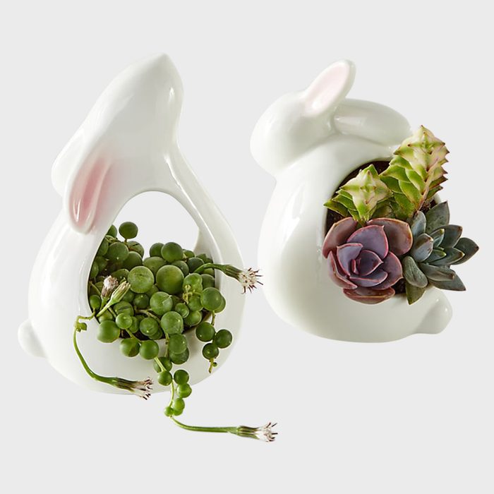 Best For Those With A Green Thumb Ftd Succulent Bunny Duo