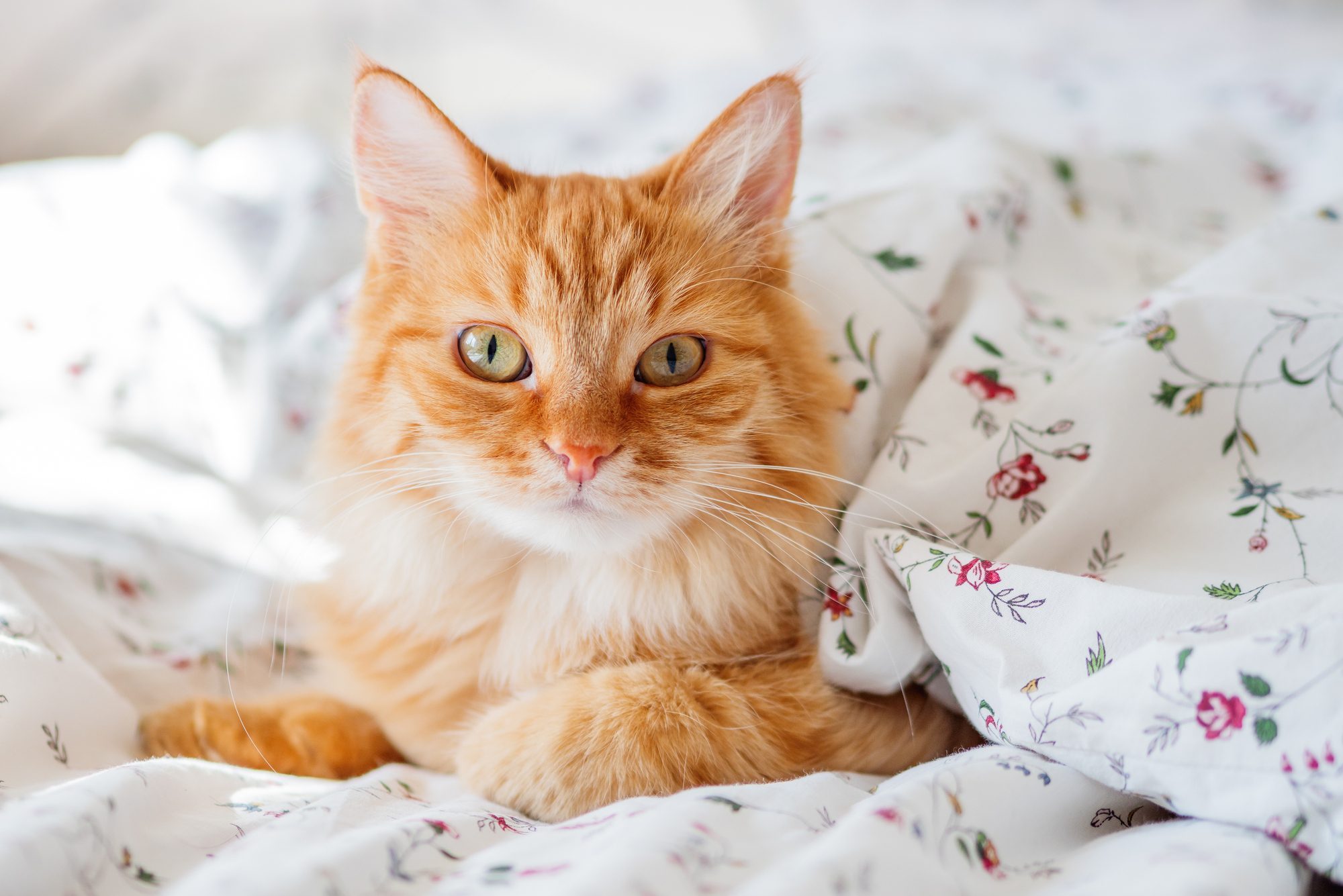 Cute ginger cat lying in bed under blanket. Fluffy pet looks curiously. Cozy home background, morning bedtime.