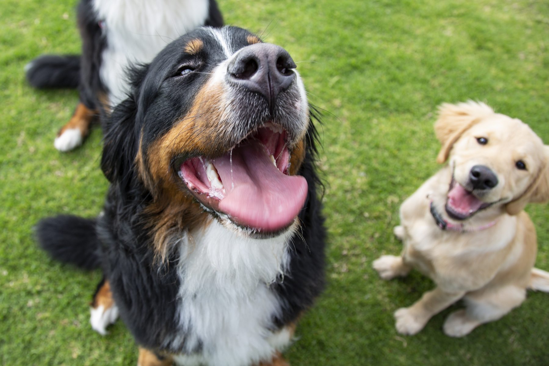 three dogs smiling at the Dog Park