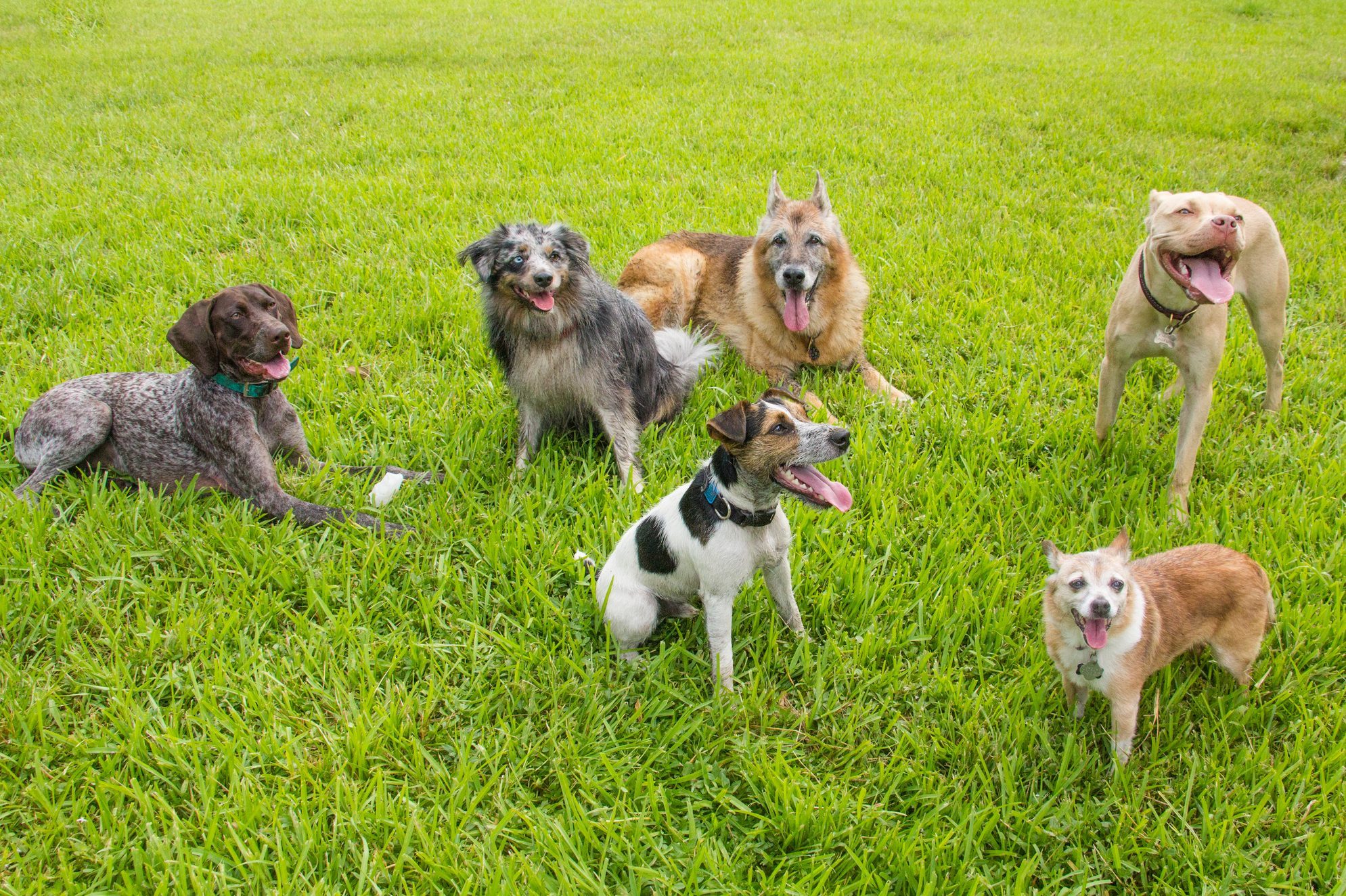 Six dogs in a dog park, United States