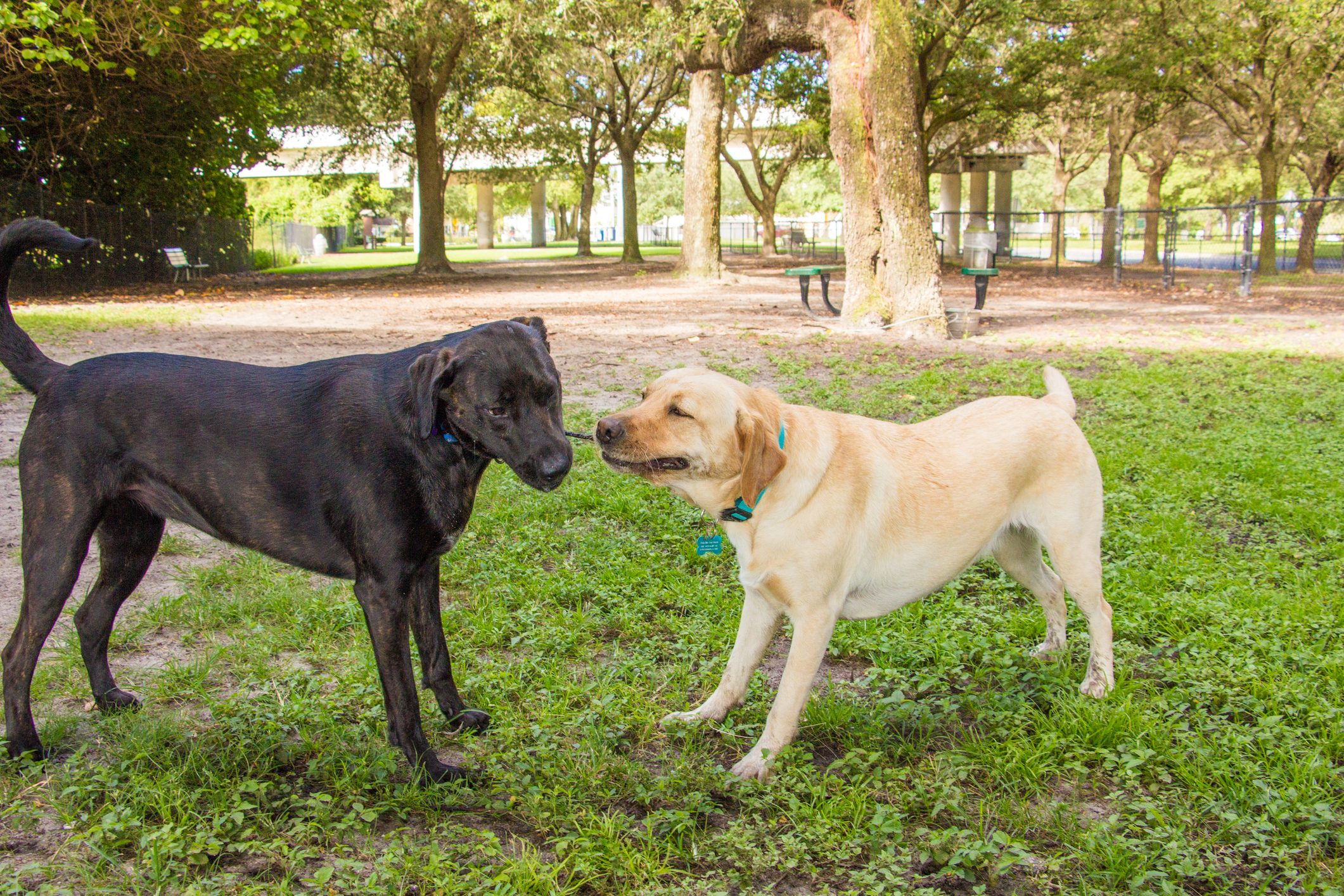 Labrador retriever and German shorthaired pointer having a tug of war, United States