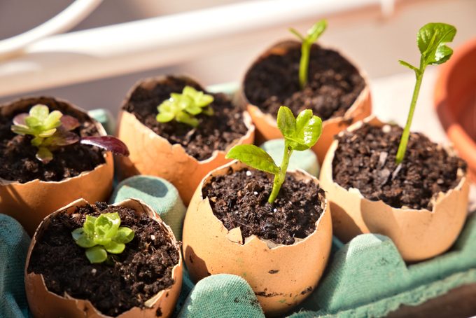 Seedling growth in eggshells. Lemon tree and succulent plants