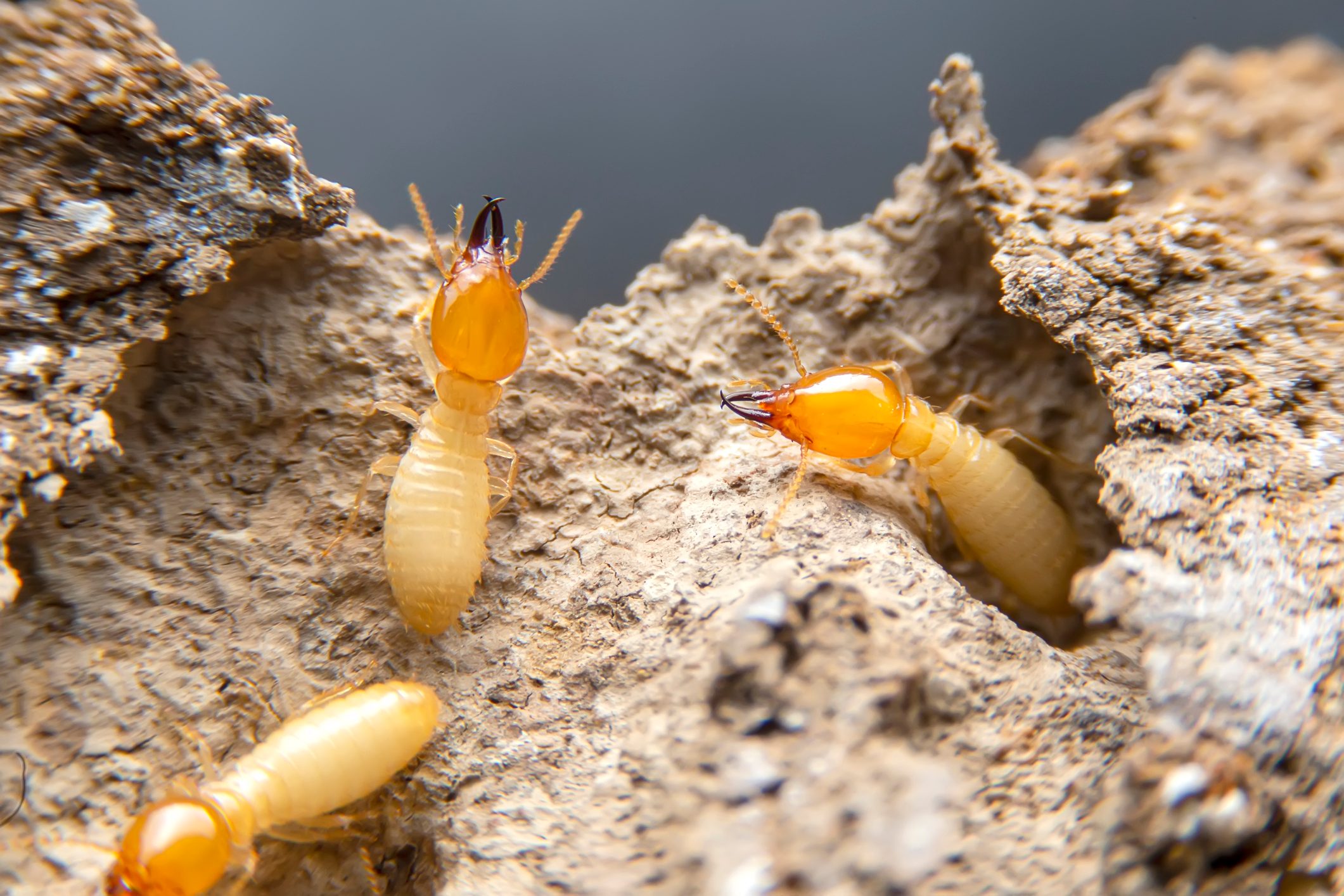 This Is the Most Termite-Infested City in America