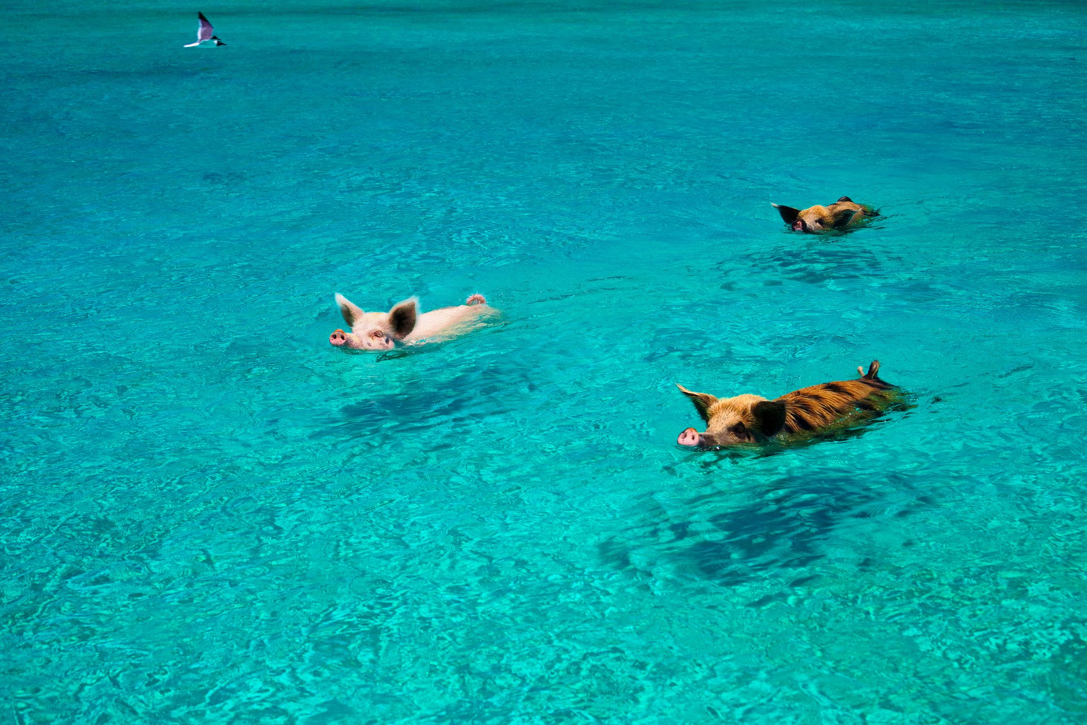 Swimming pigs swim out to boat of tourists in Exumas Land and Sea Park, trying to grab few free snacks.