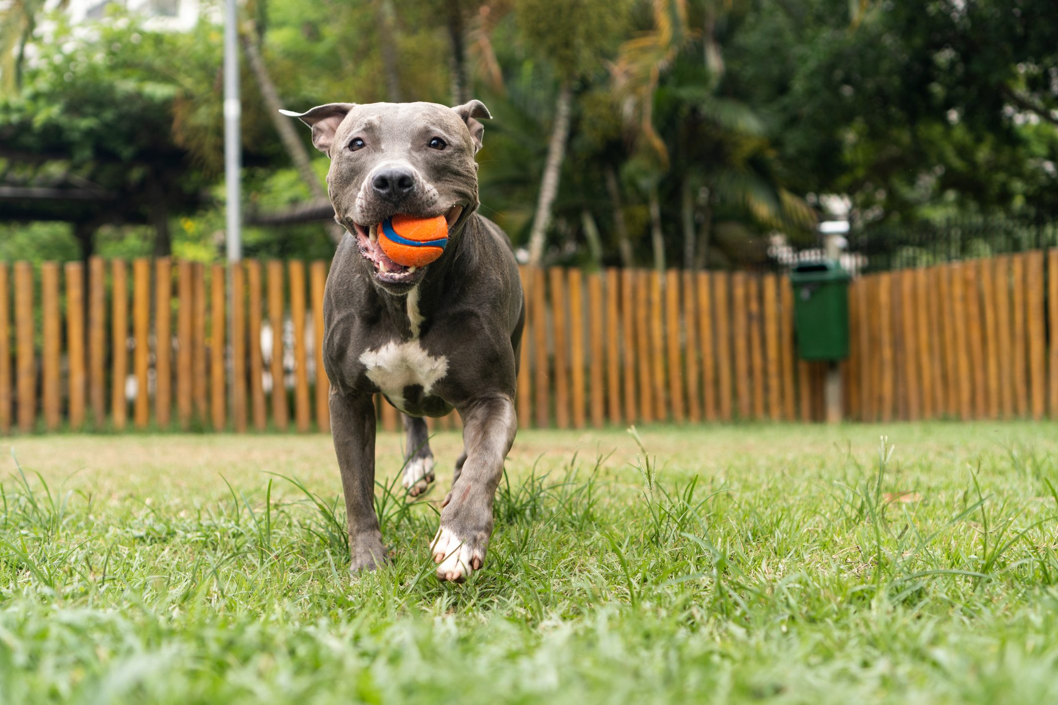 Pit bull dog playing in the park. Green grass, dirt floor and wooden stakes all around. Selective focus