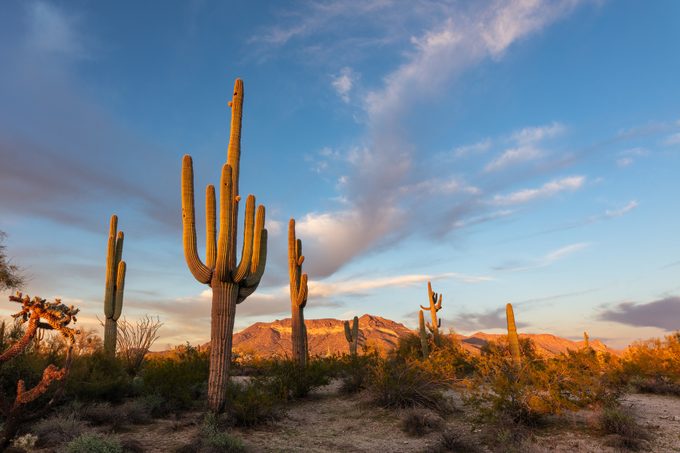 Saguaro Cactus And Desert Landscape At Sunset In Phoenix, Arizona