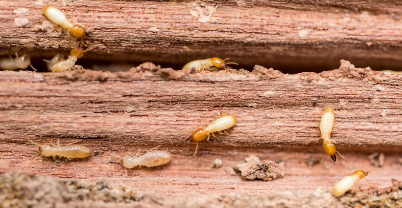 the grunge wood board was eaten by group of termites