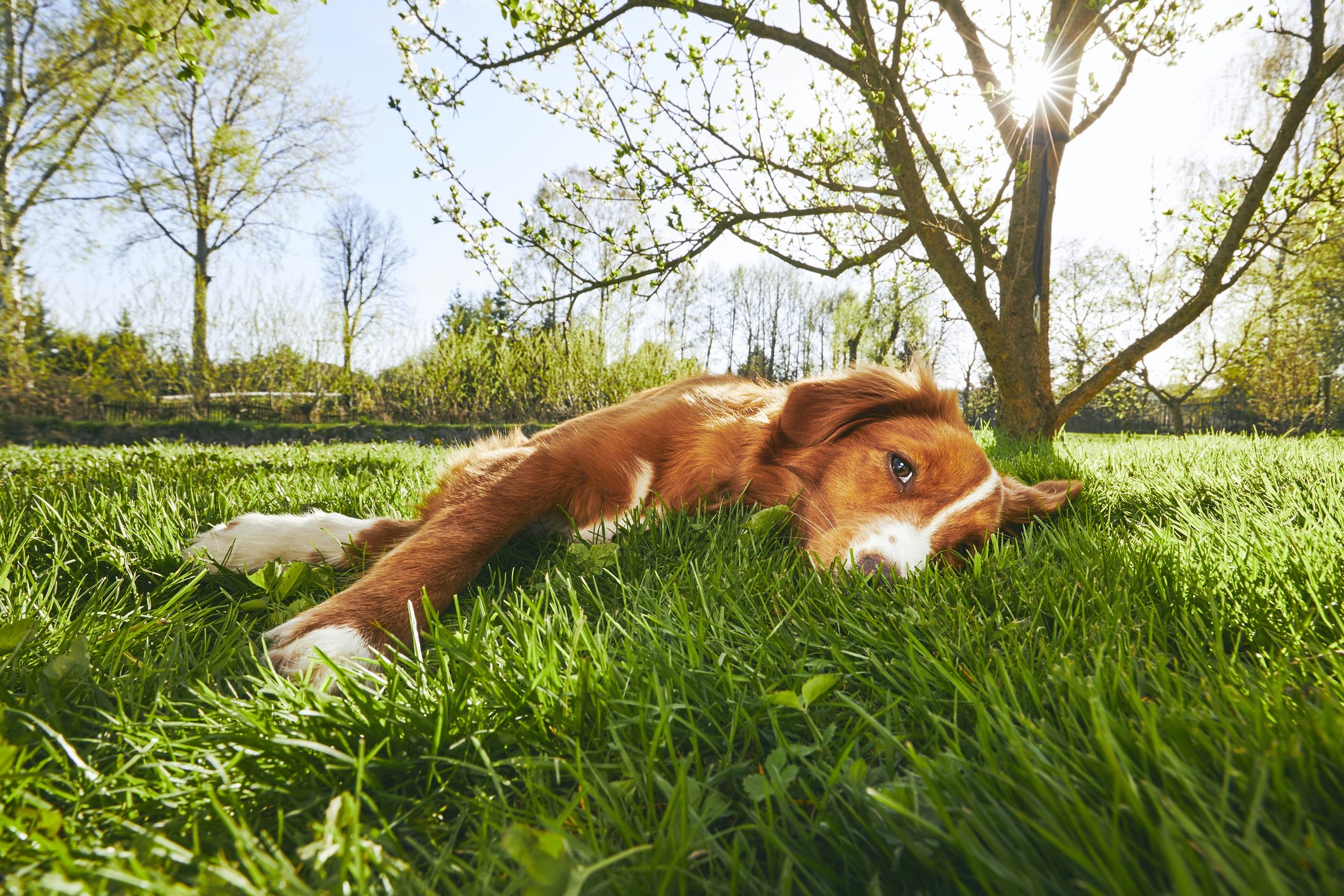 Dog resting on the garden