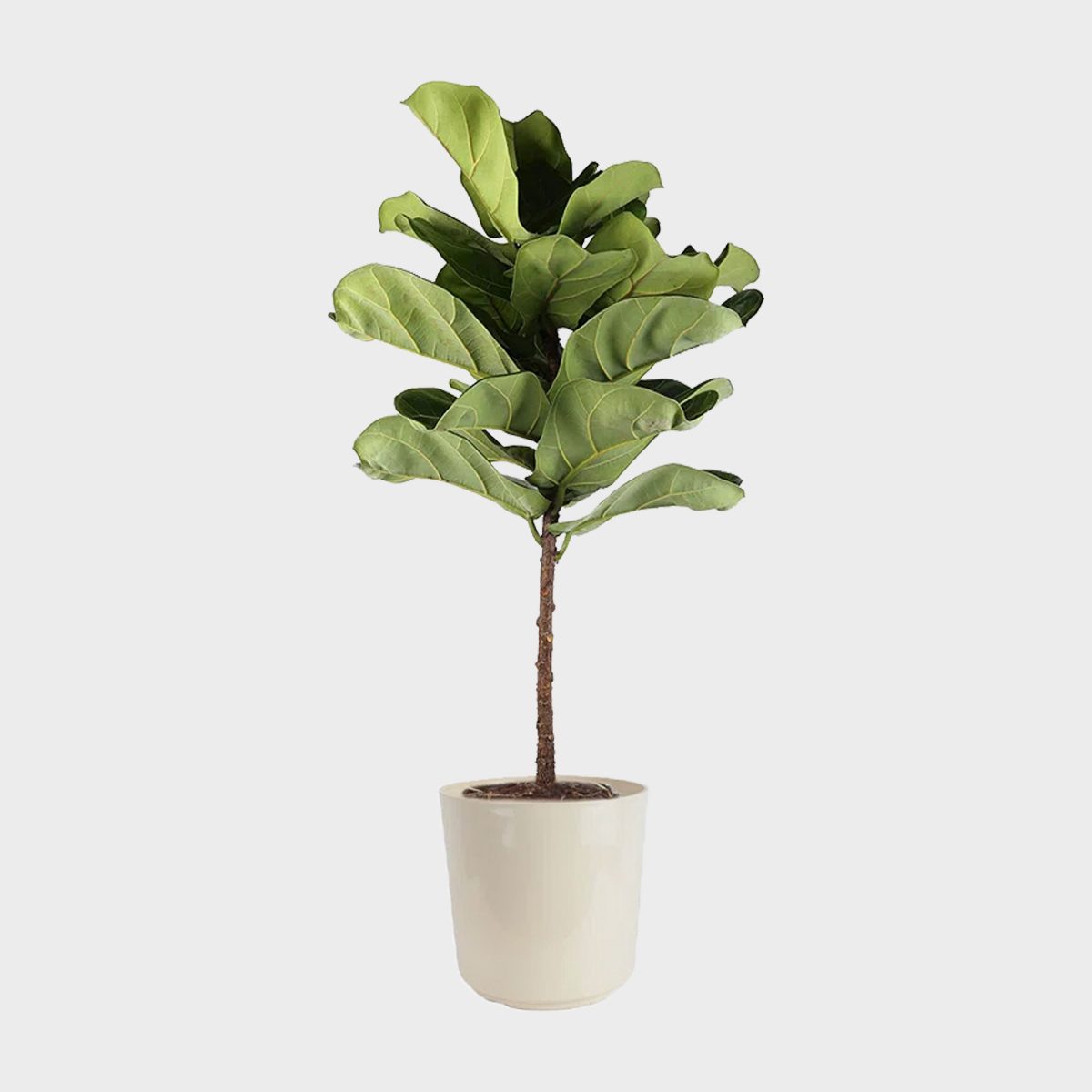 Costa Farms Live Fiddle Leaf Fig Plant In Plastic Planter Ecomm Wayfair.com