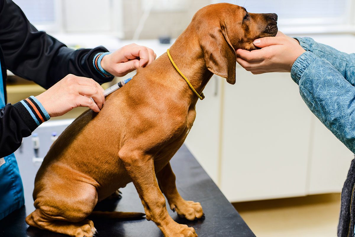 Canine Parvovirus Is on the Rise—Here’s What You Need to Know