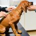 Canine Parvovirus Is on the Riseâ€”Here's What You Need to Know