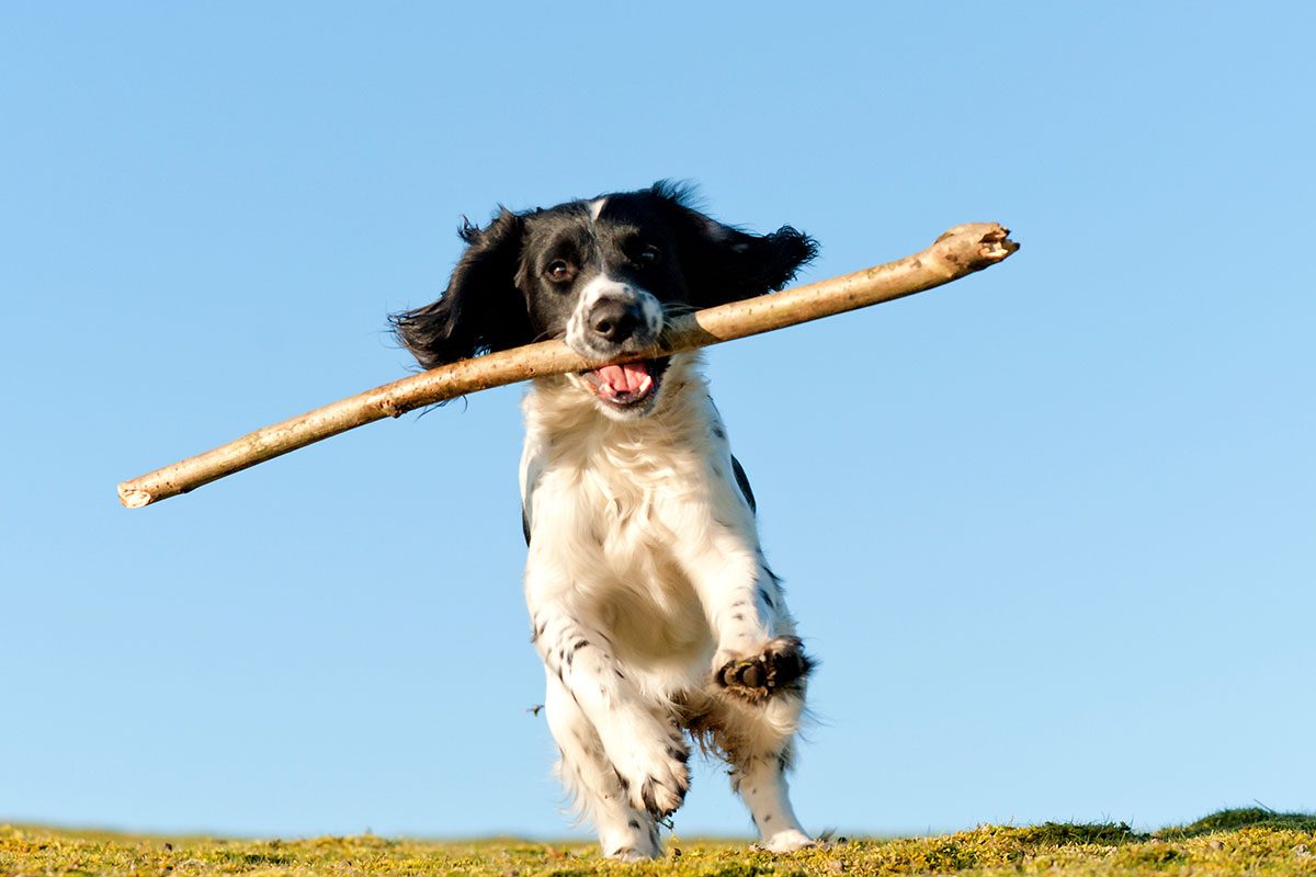 The Real Reason You Shouldn’t Play Fetch With Sticks With Your Dog