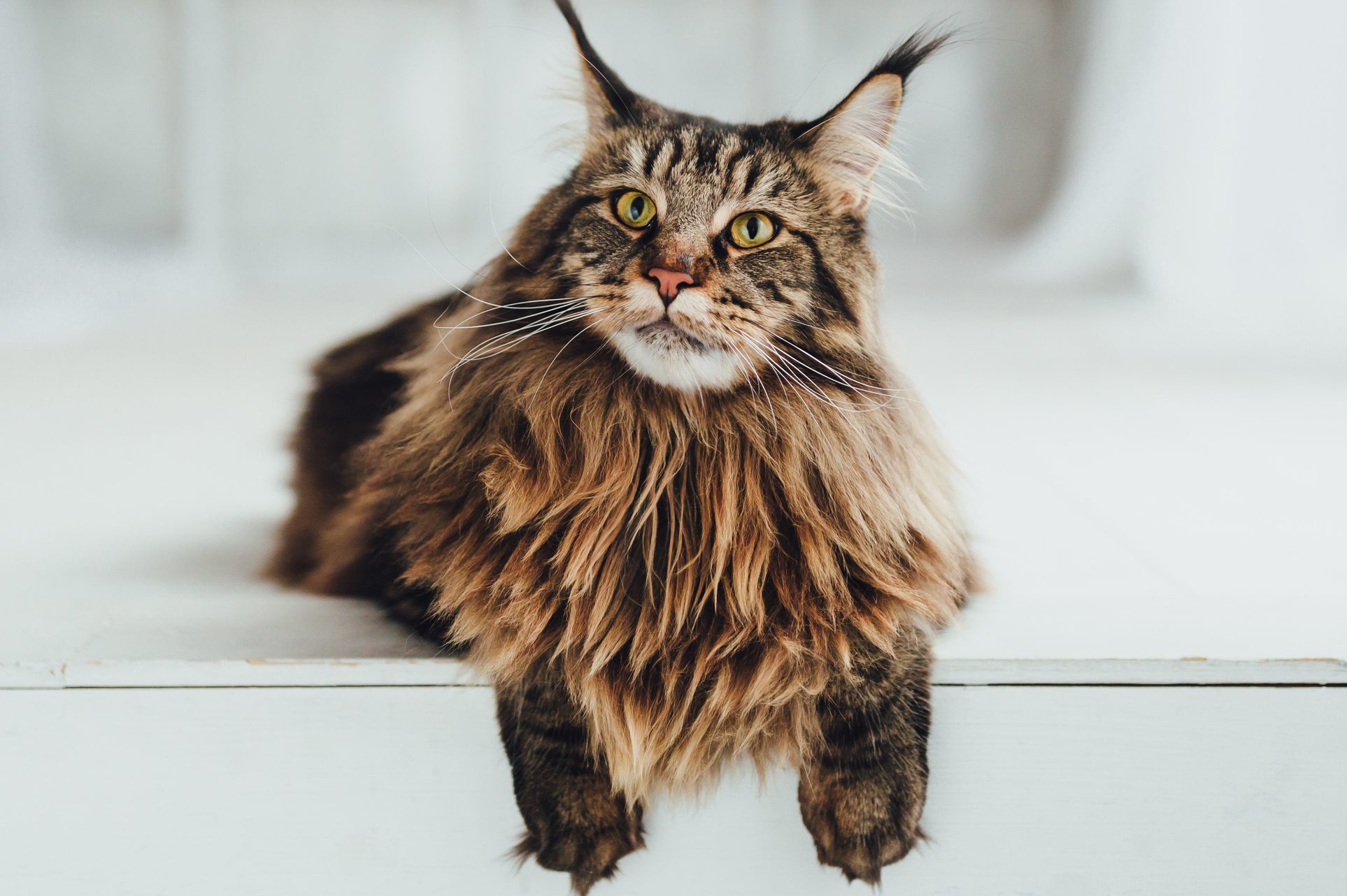 Maine Coon cat on white background