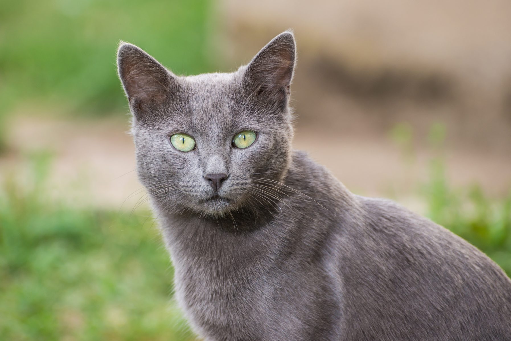 Russian Blue Cat