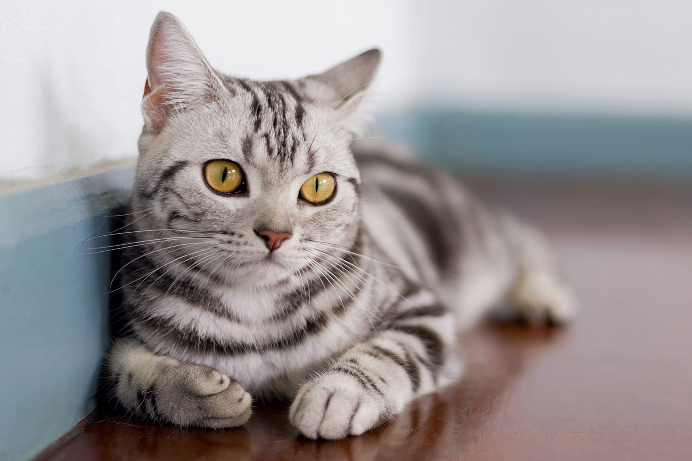 American Shorthair Cat In Room