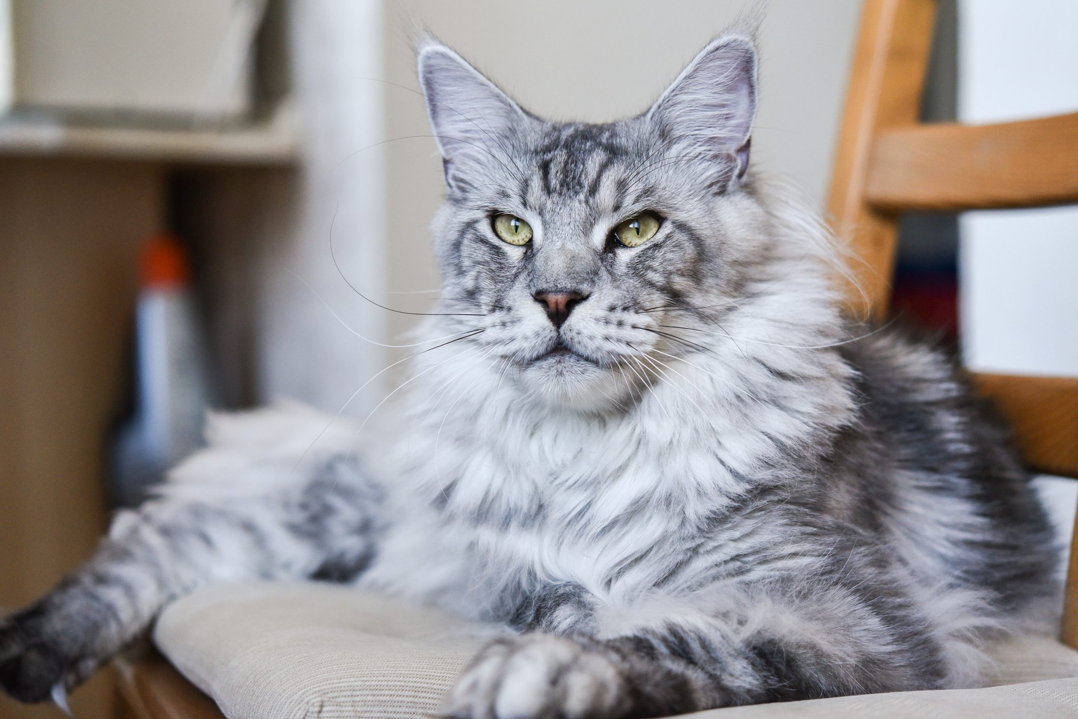 Grey main coon cat