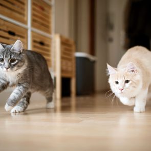 Kittens Playing