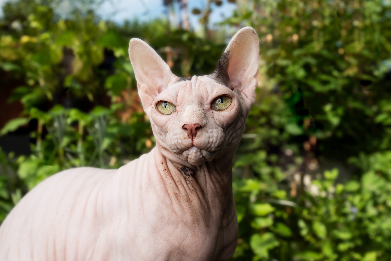 sphynx cat