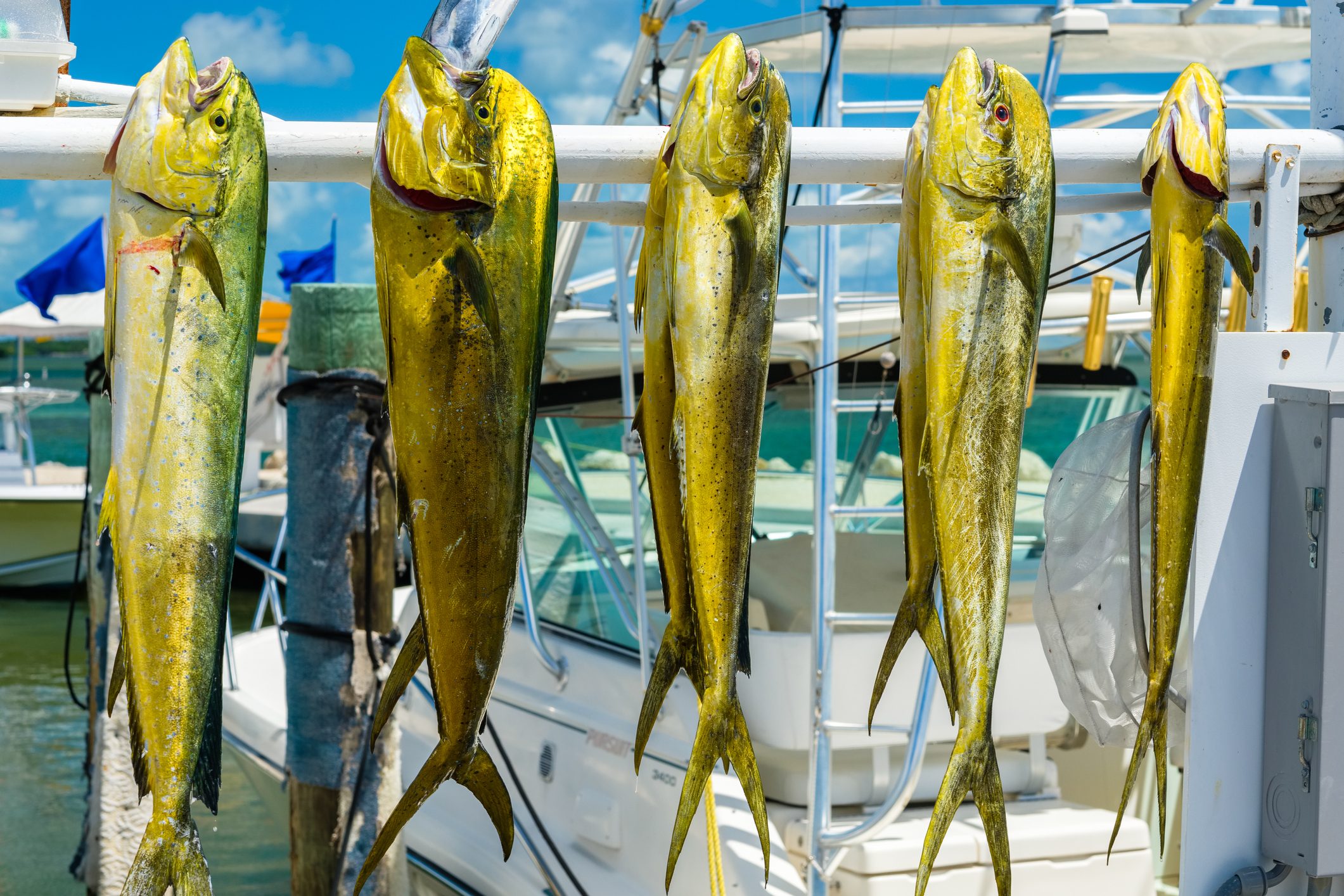 Freshly caught Atlantic dolphin fish at a marina in the Florida Keys.