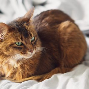 Domestic cute cat lying in bed sheets inside.