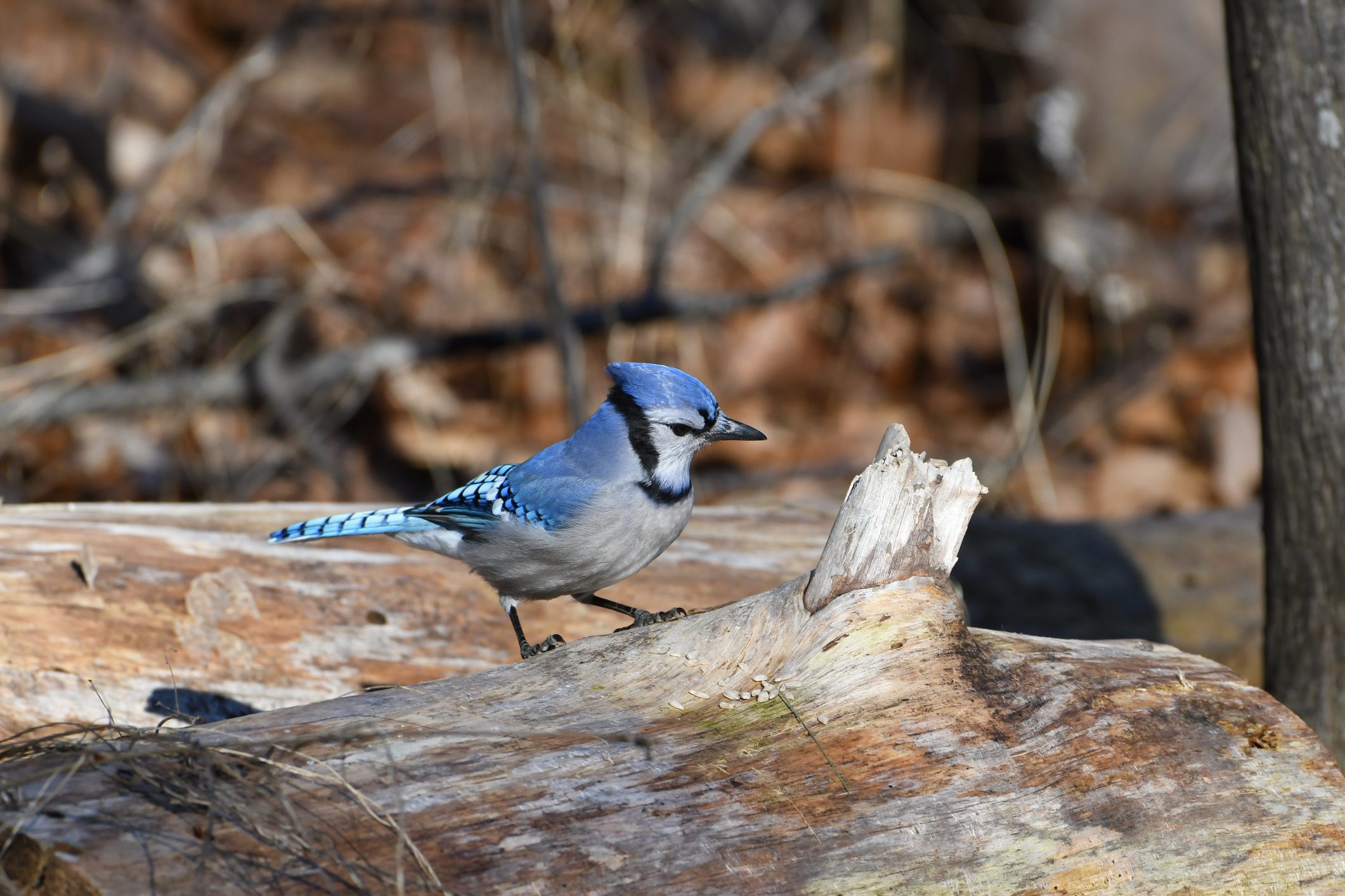 Bird Perching On Rock