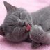 12 Gray Cat Breeds You Will Want to Snuggle ASAP