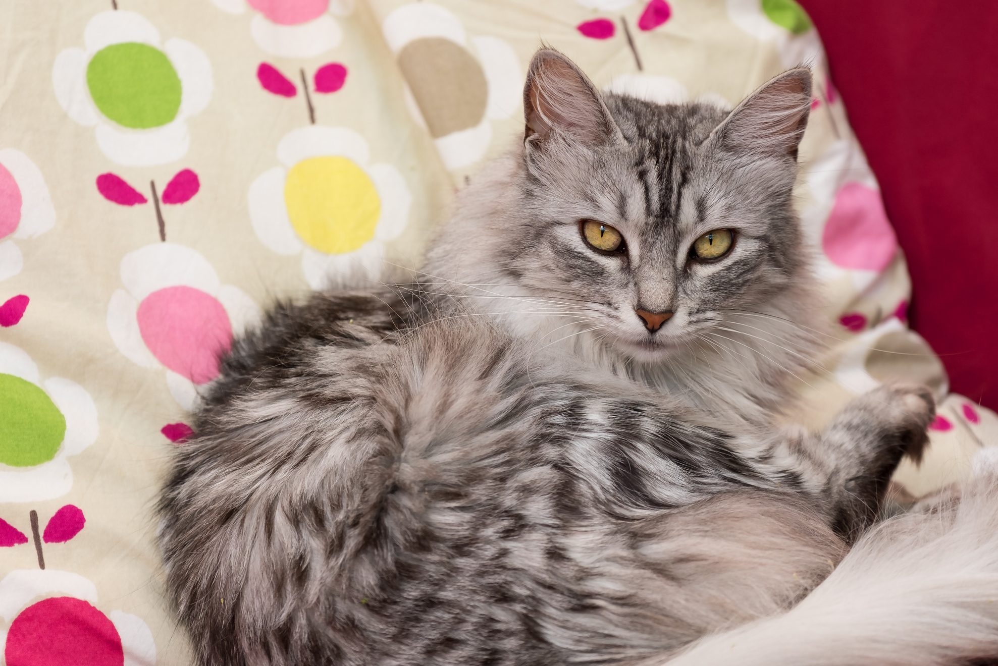 Turkish Angora Cat Resting On Bed