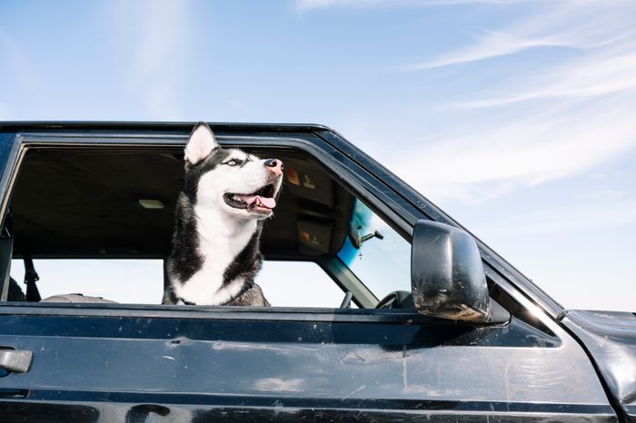 Husky looking out from vehicle window