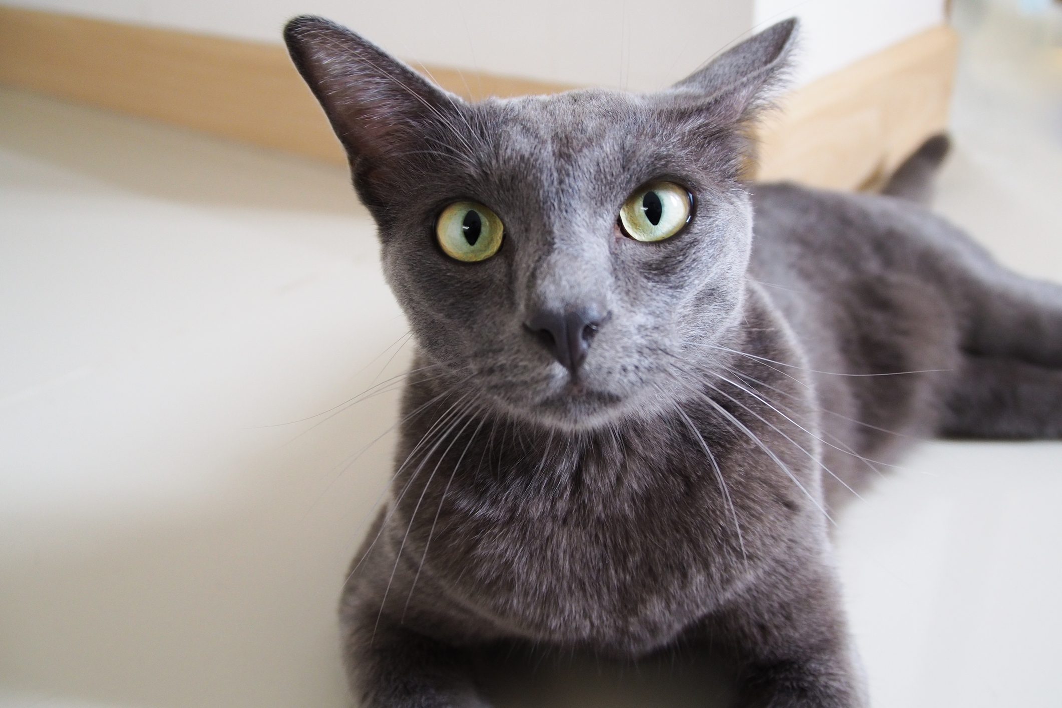 Green-eyed grey hair Thai domestic Korat breed cat lying on tile floor