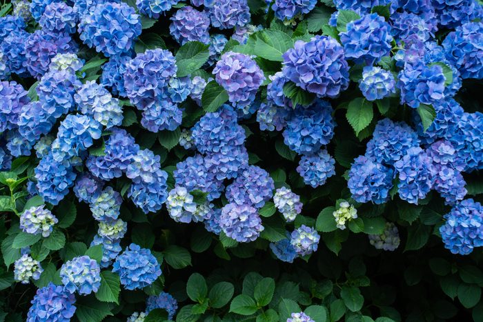 blue hydrangea