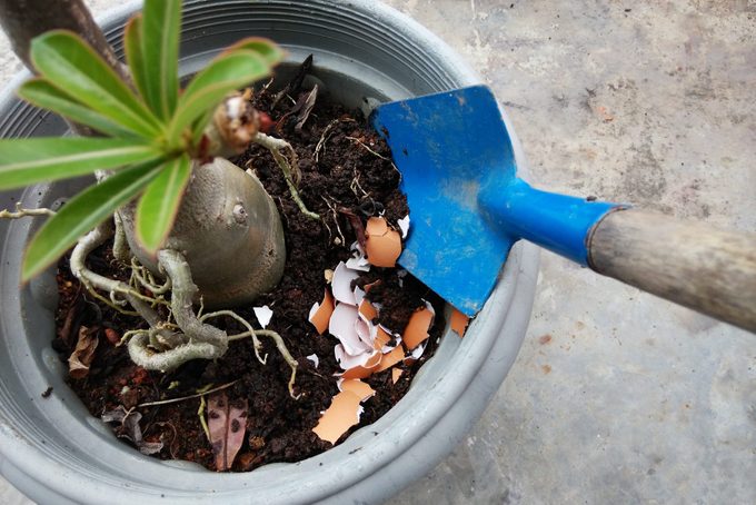 Eggshell as fertilizer, in a flower pot, with copy space.