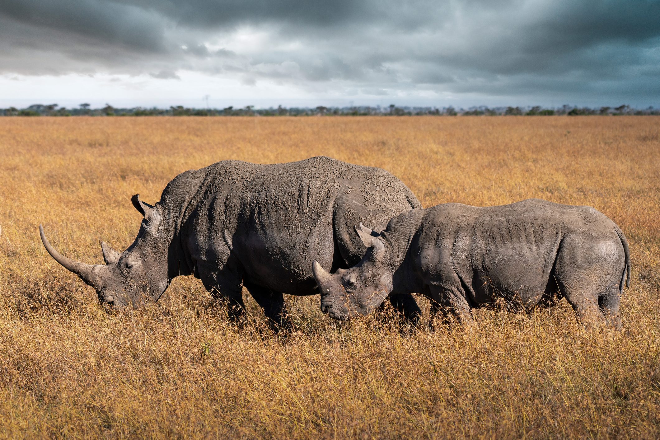 Rhinos in Ol Pejeta Conservancy