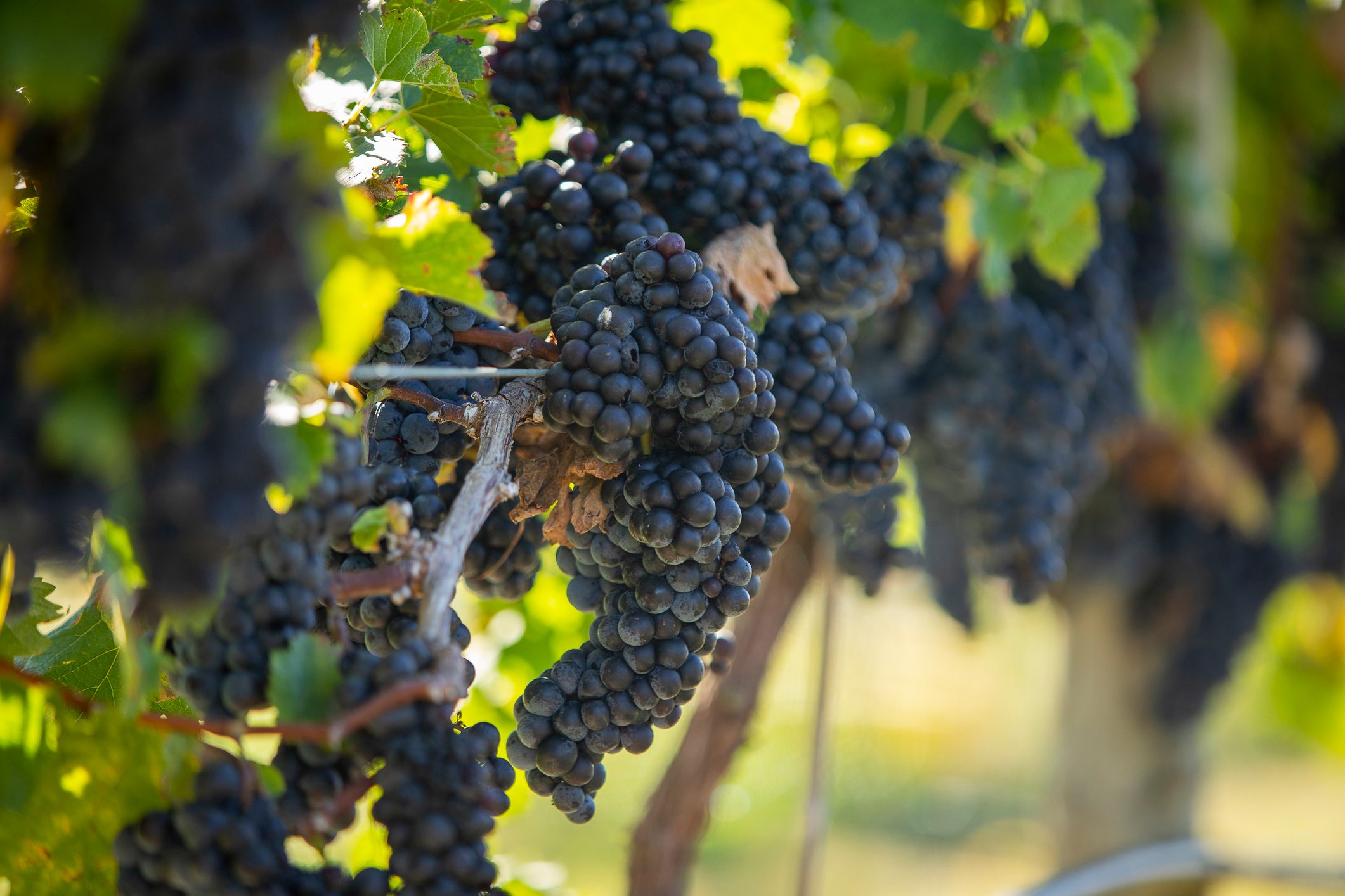 Red grapes on vine in virginia