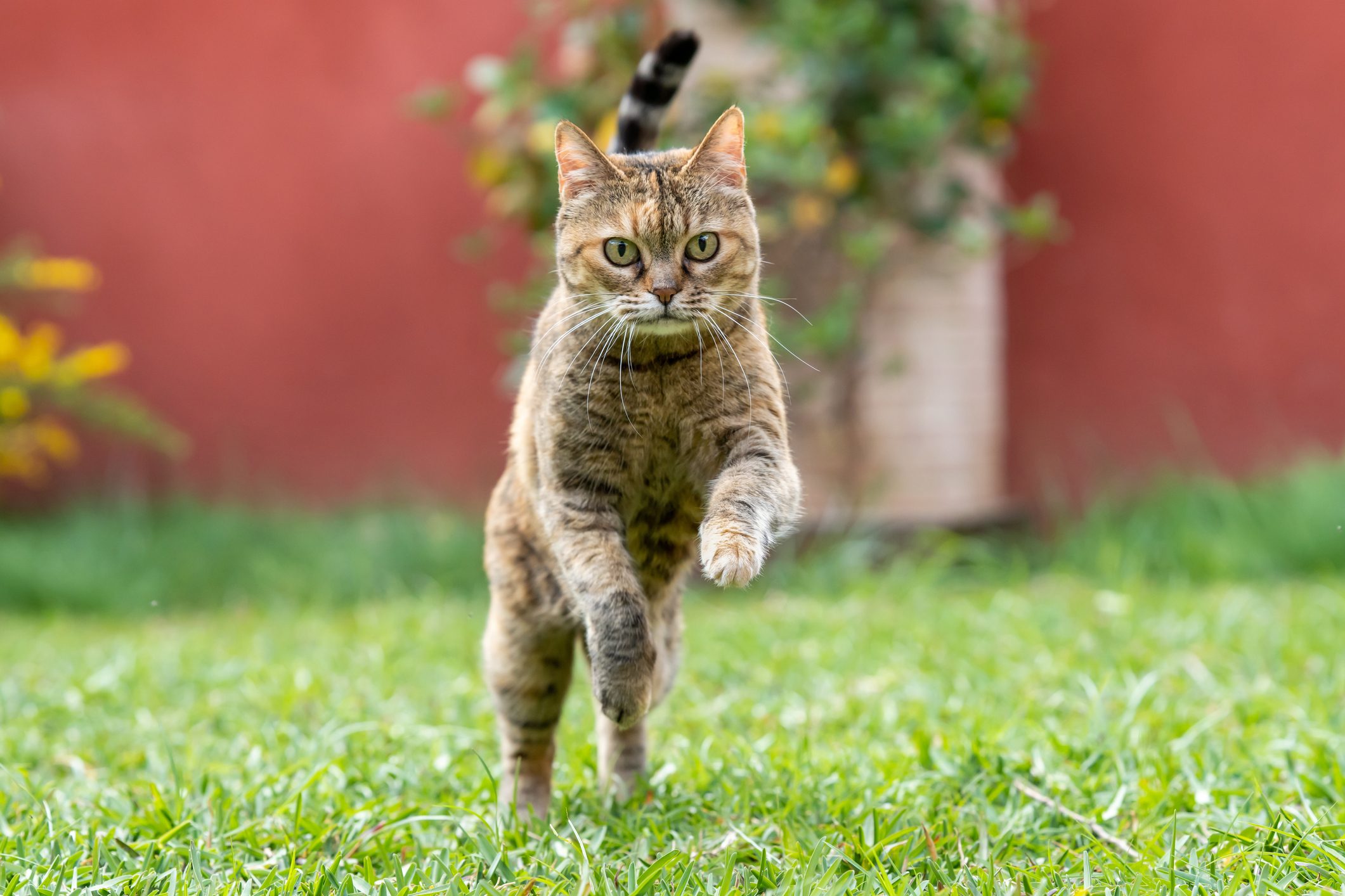 Cat Playing in the Garden