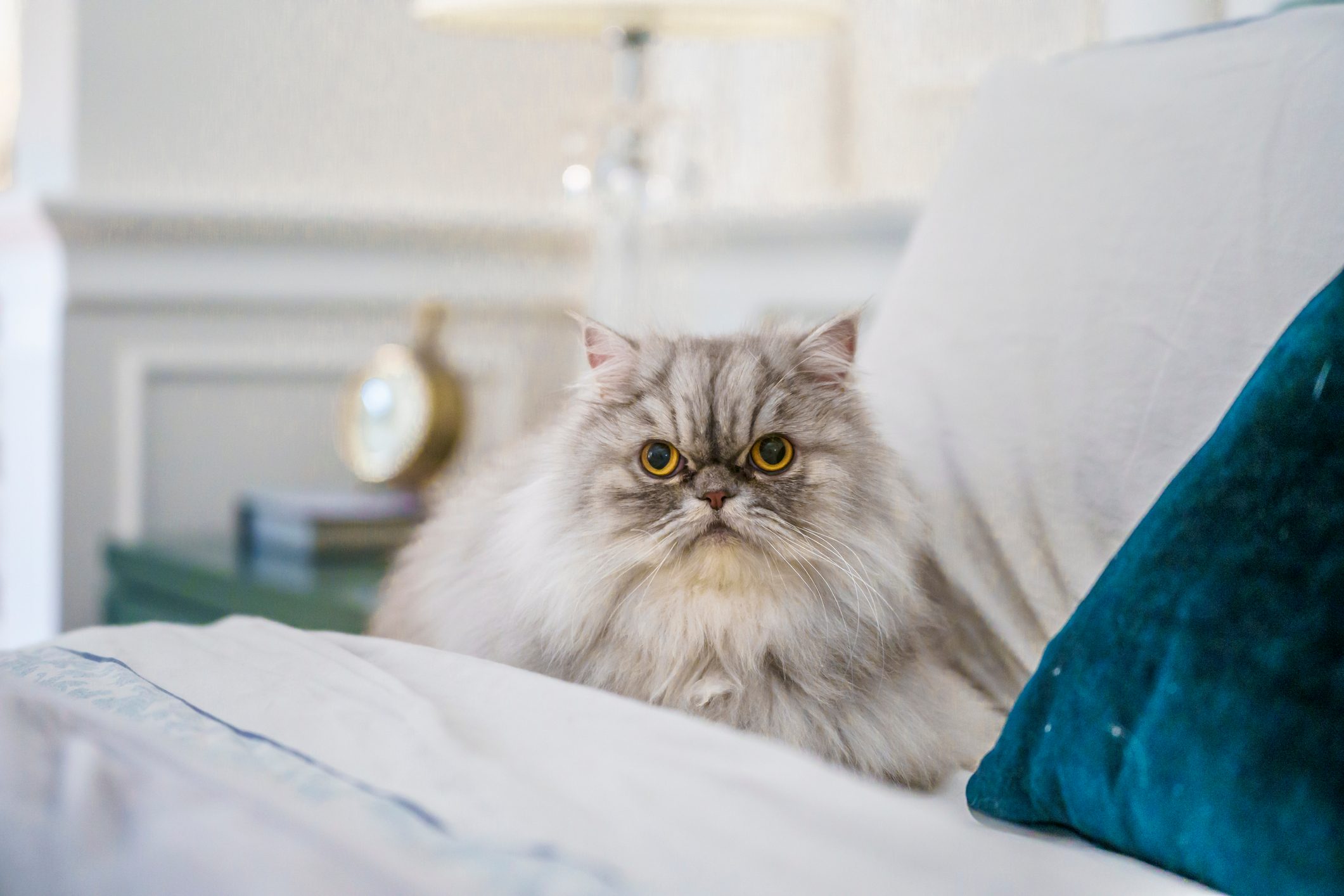 Portrait of a persian cat