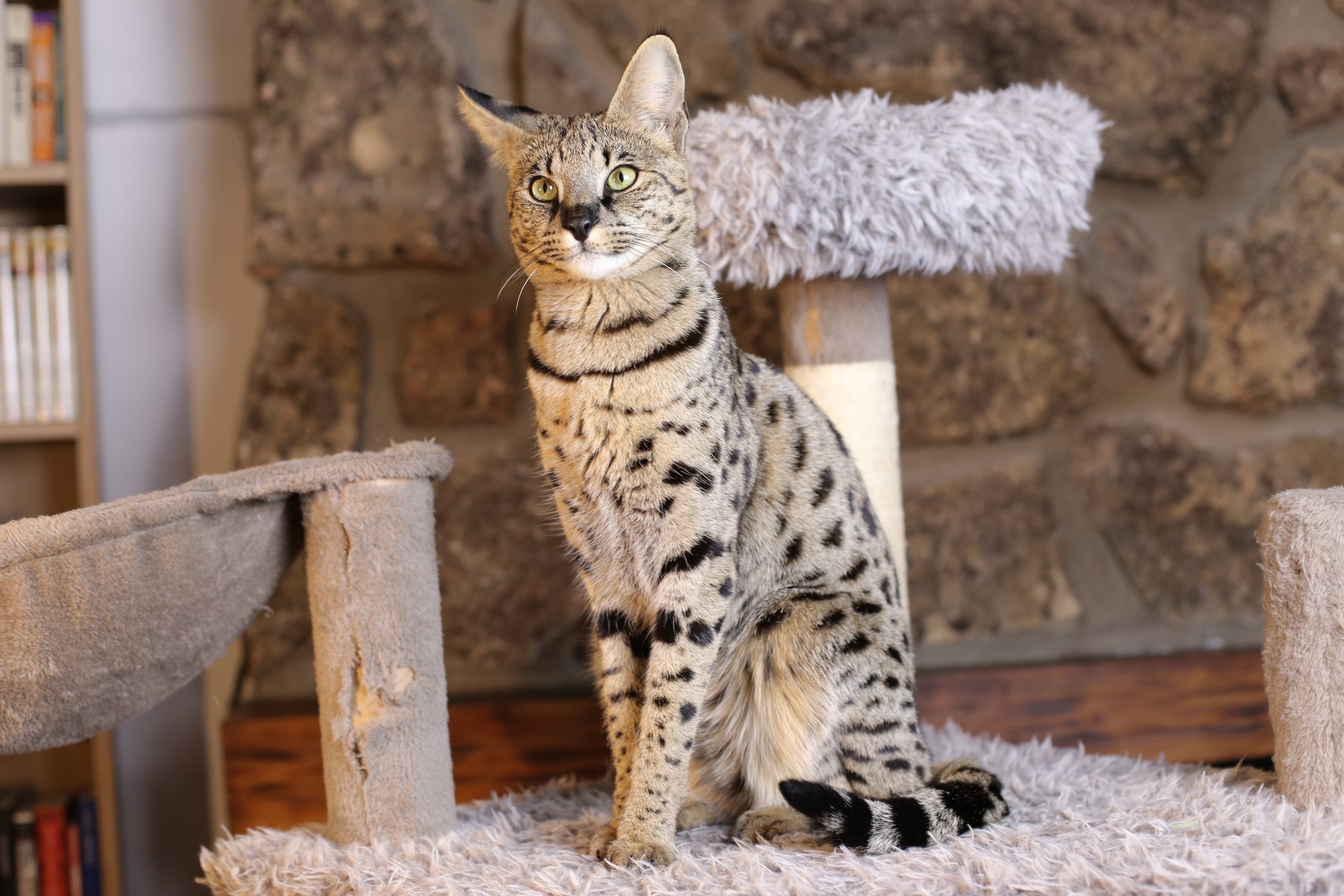 Incredible Savannah Cat that almost looks like a serval