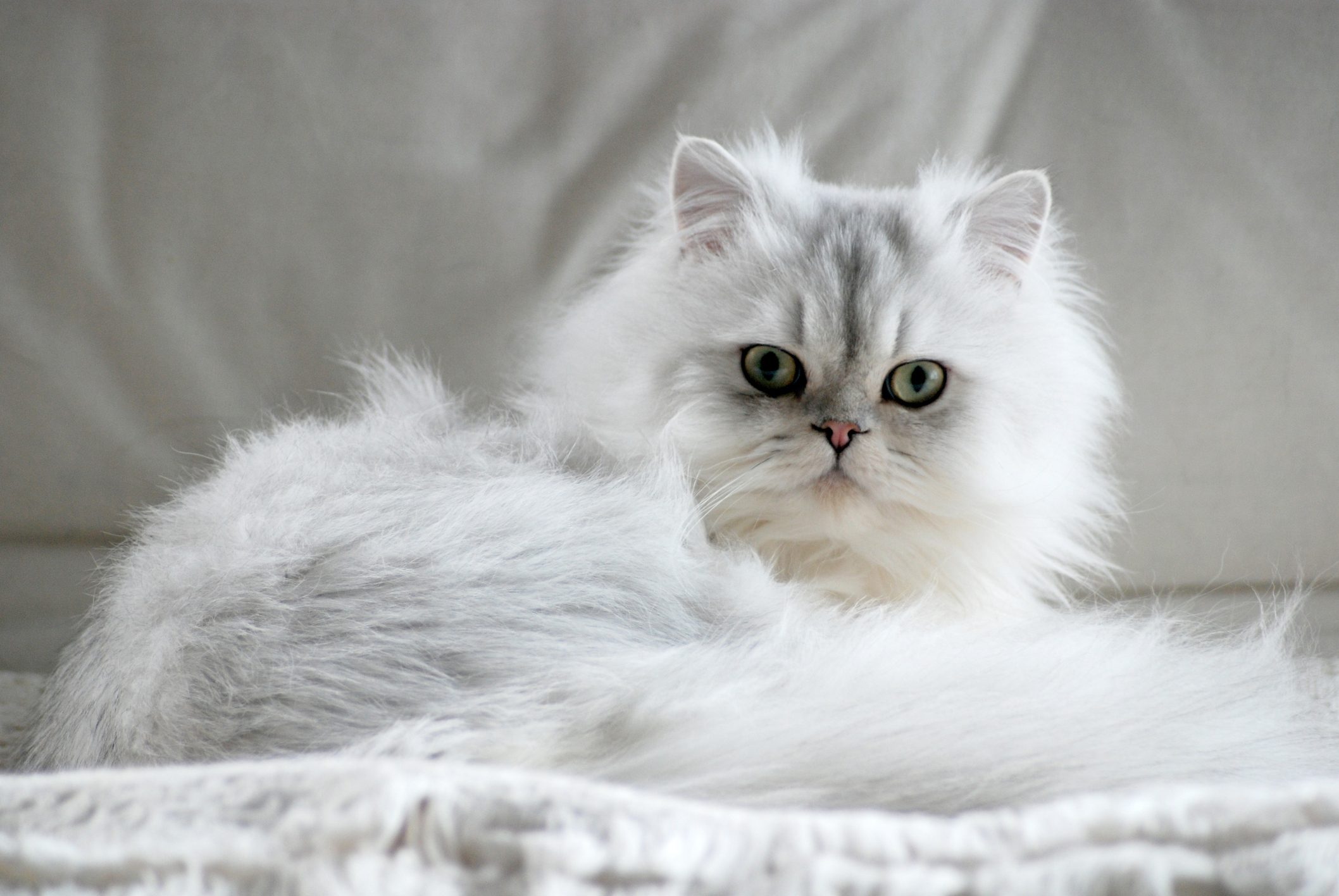 Fluffy white Chinchilla cat lying down looking into camera