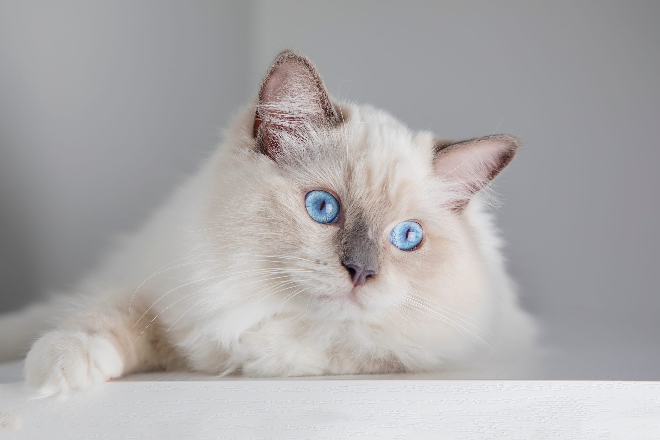 Cute pet ragdoll cat. Pet animal.