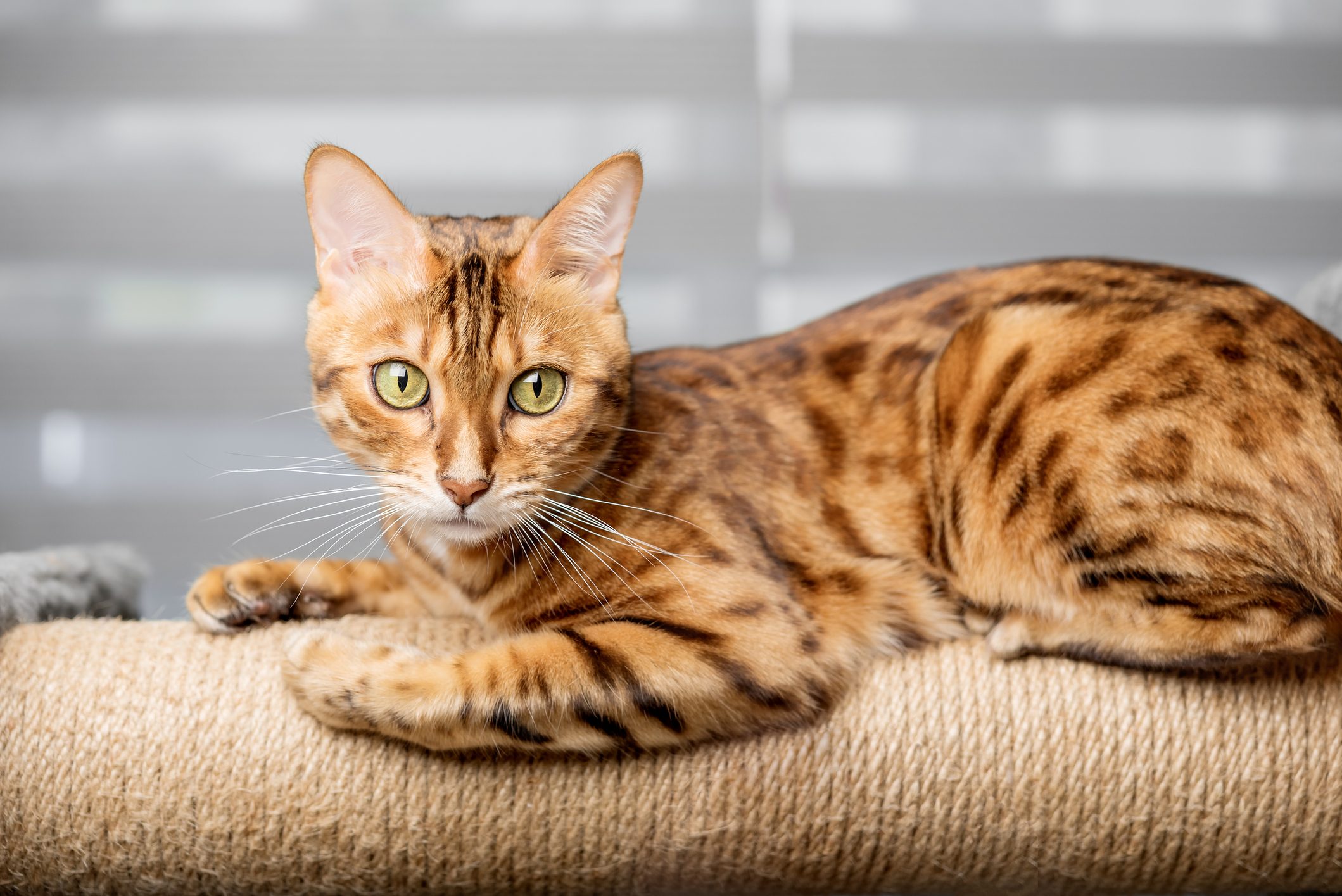 Bengal cat on a scratching post, in the background of the living room.