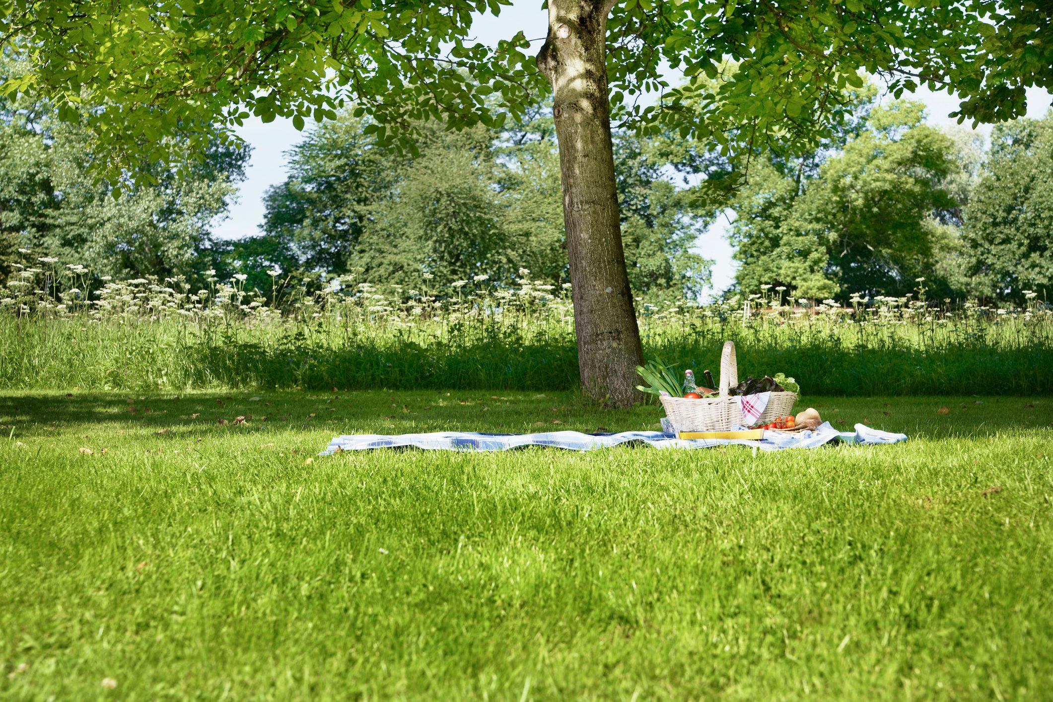 Germany, Cologne, View of picnic basket in meadow