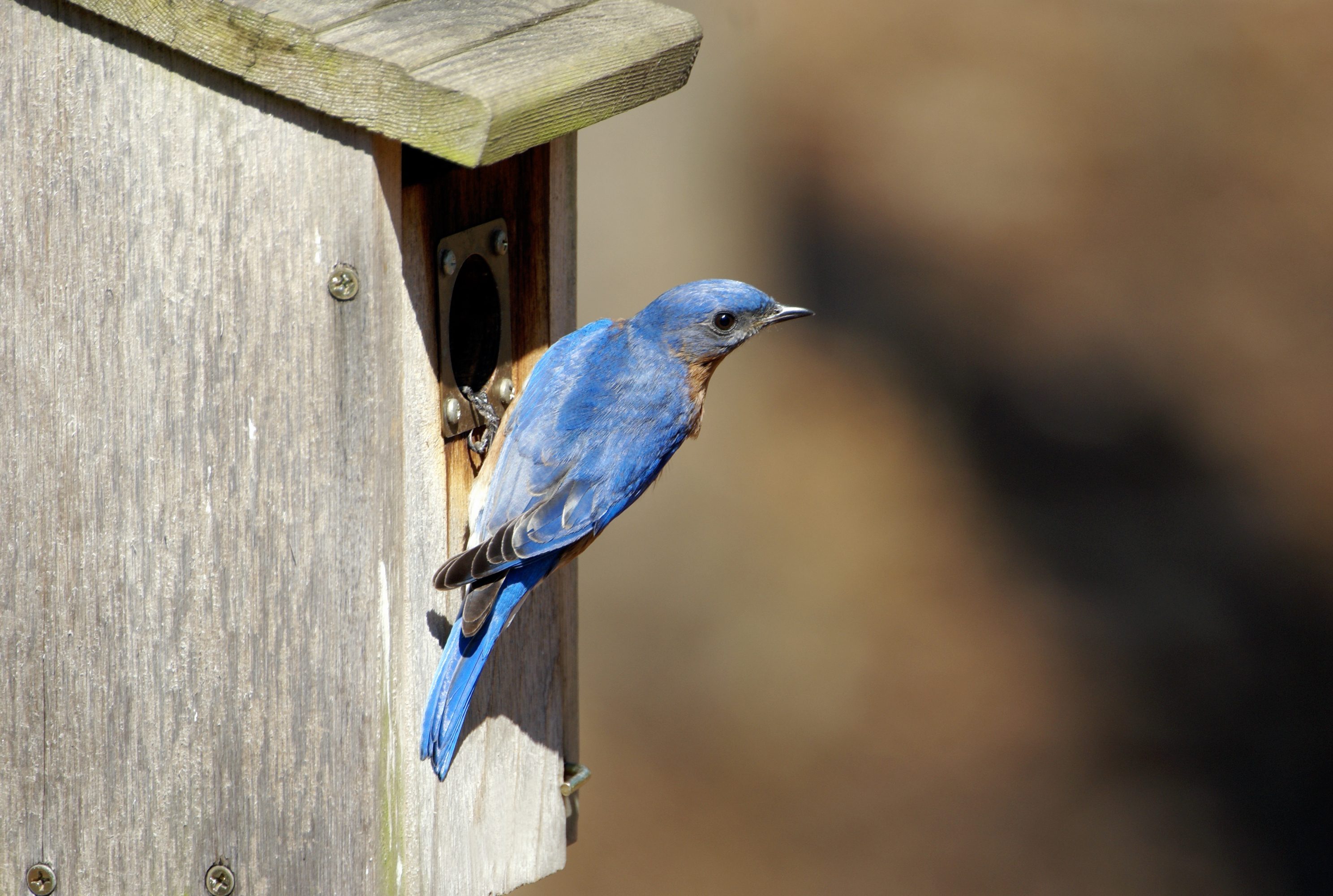 Male Bluebird at Nesting Box